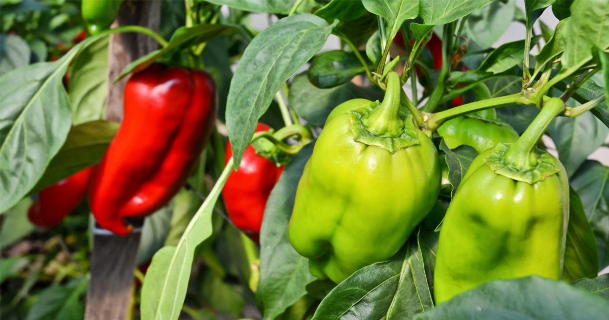 Grow Your Own Kidney-Friendly Vegetables at Home