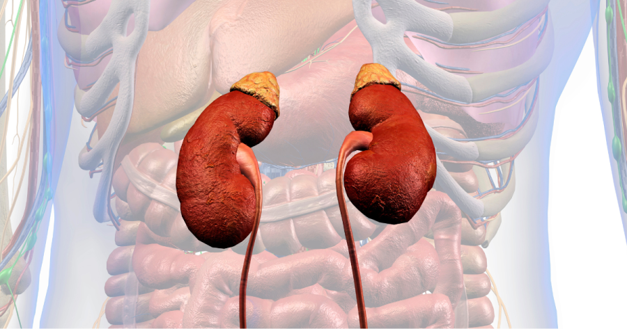 腎臟會自我修復嗎？如何保持腎臟最佳狀態？