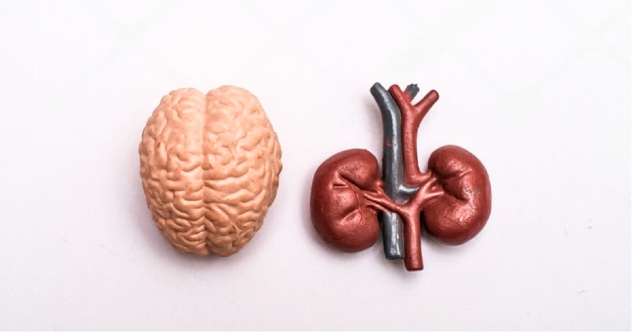 Neurodegeneration Starts in the Kidneys? Here’s What New Research Reveals!