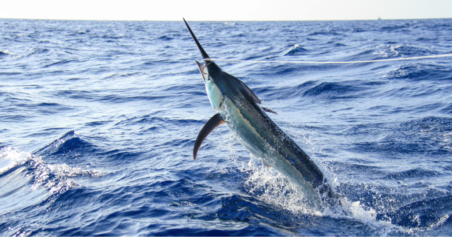 Eating This Fish Daily Linked to Kidney Failure: Toxins 6x Higher!